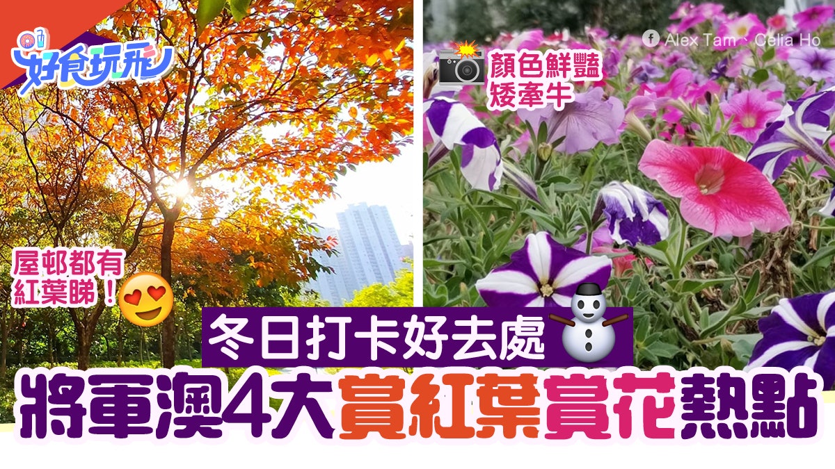 將軍澳4大冬日賞花好去處景林邨紅葉打卡 必賞單車公園矮牽牛 香港01 旅遊 將軍澳4大冬日賞花好去處景林邨紅葉打卡 必賞單車公園矮牽牛 香港01 旅遊