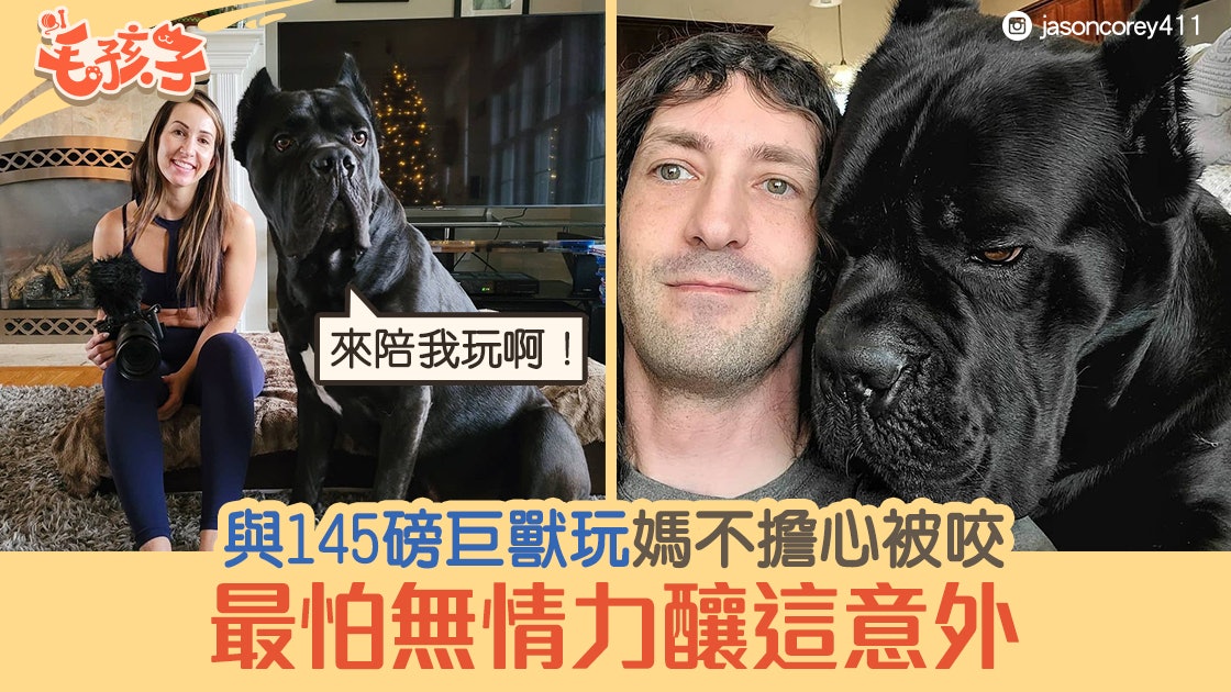 卡斯羅犬│與145磅巨犬玩耍 媽笑稱不擔心被咬 反而怕這意外發生 卡斯羅犬│與145磅巨犬玩耍 媽笑稱不擔心被咬 反而怕這意外發生
