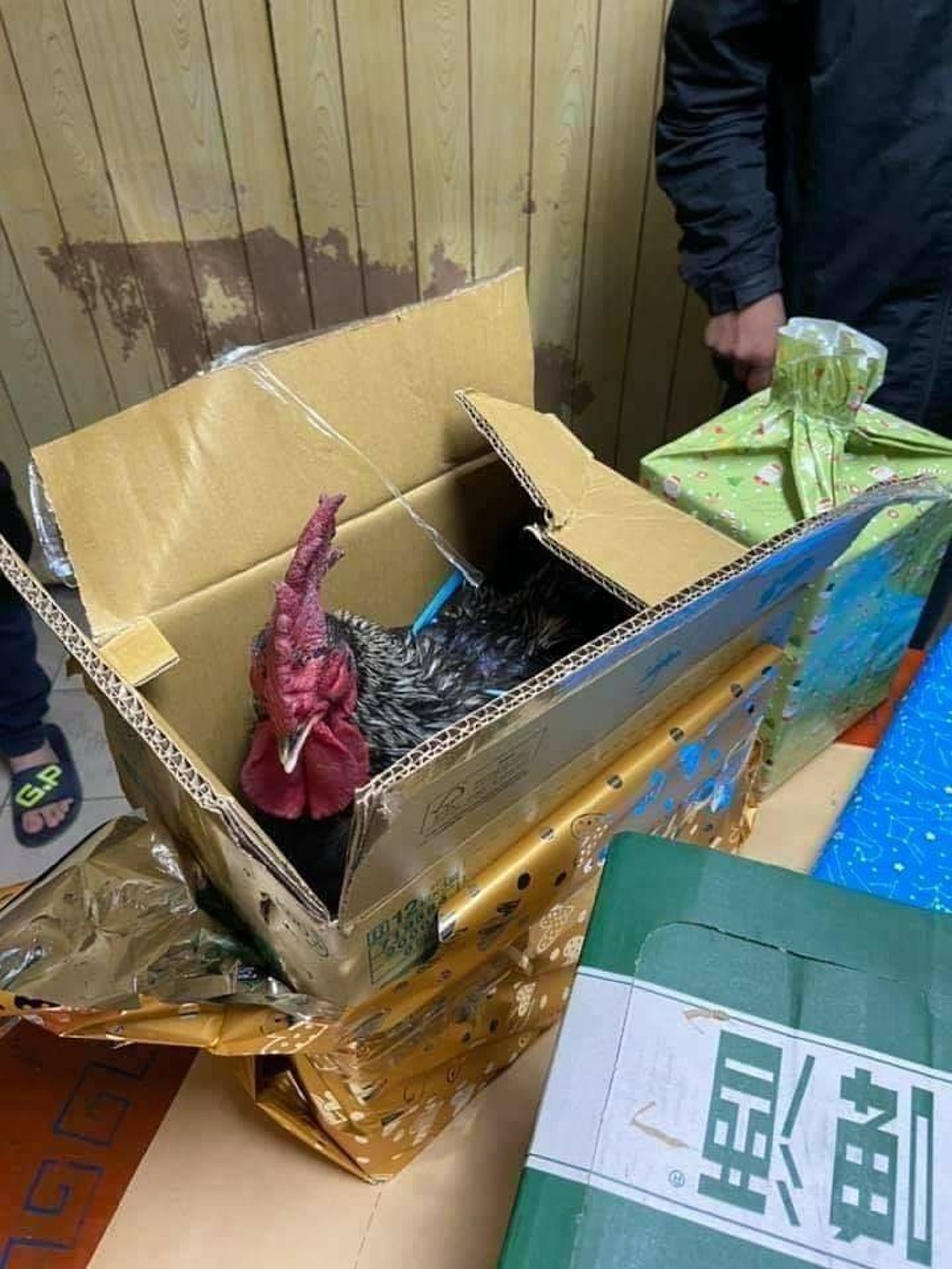 台男和親戚交換禮物,打開紙箱驚見「活體鬧鐘」,笑翻一眾網民。(facebook群組「爆怨公社」照片) 台男和親戚交換禮物,打開紙箱驚見「活體鬧鐘」,笑翻一眾網民。(facebook群組「爆怨公社」照片)