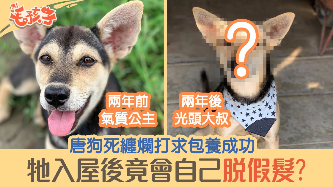 唐狗死纏爛打求包養成功 入屋後脫假髮 兩年後變光頭大叔 唐狗死纏爛打求包養成功 入屋後脫假髮 兩年後變光頭大叔