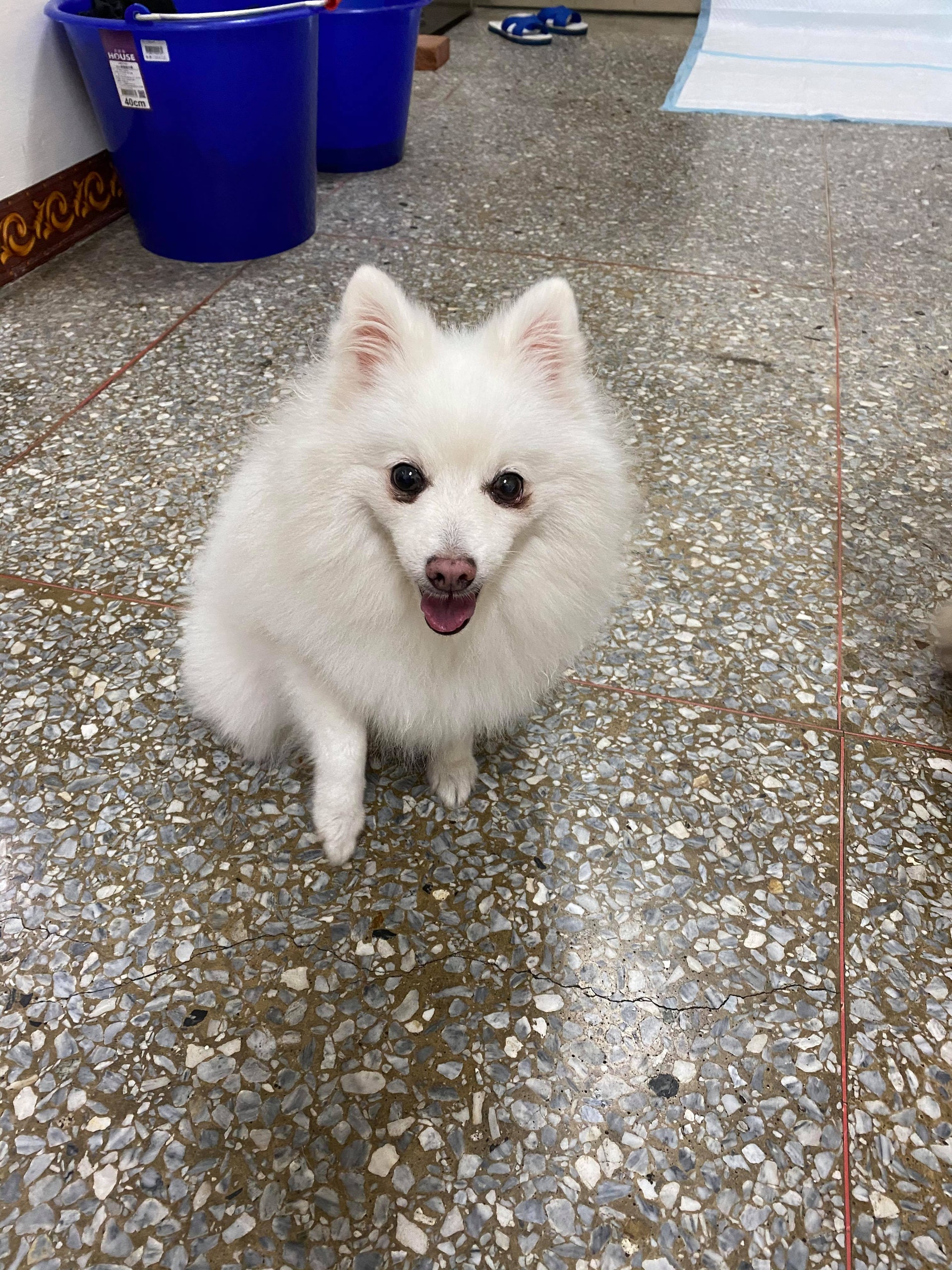 狐狸犬去美容店爸以為華麗轉身接狗時陌生唐狗靠近 你是誰 狐狸犬去美容店爸以為華麗轉身接狗時陌生唐狗靠近 你是誰