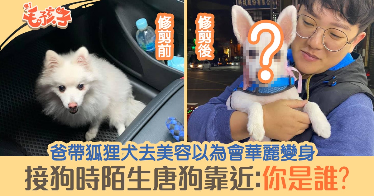 狐狸犬去美容店爸以為華麗轉身接狗時陌生唐狗靠近 你是誰 香港01 寵物