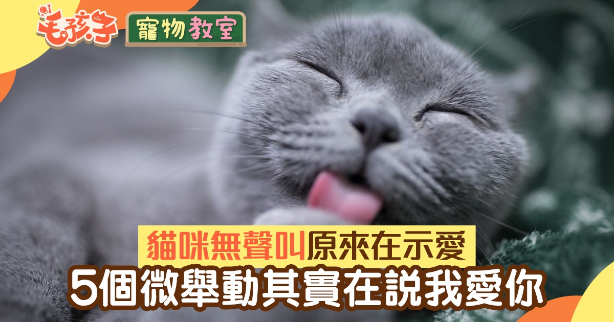 貓咪「無聲叫」原來是跟貓主示愛？盤點貓貓5個表達愛意的微舉動