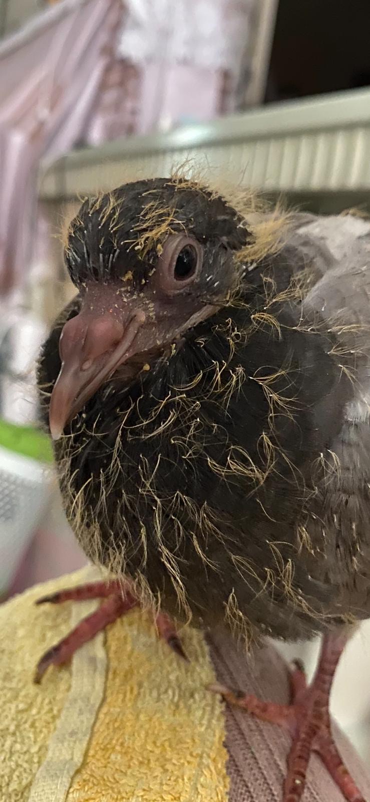 春春初生後不久受傷倒臥路邊,由吳小姐救回飼養。(吳小姐提供圖片) 春春初生後不久受傷倒臥路邊,由吳小姐救回飼養。(吳小姐提供圖片)