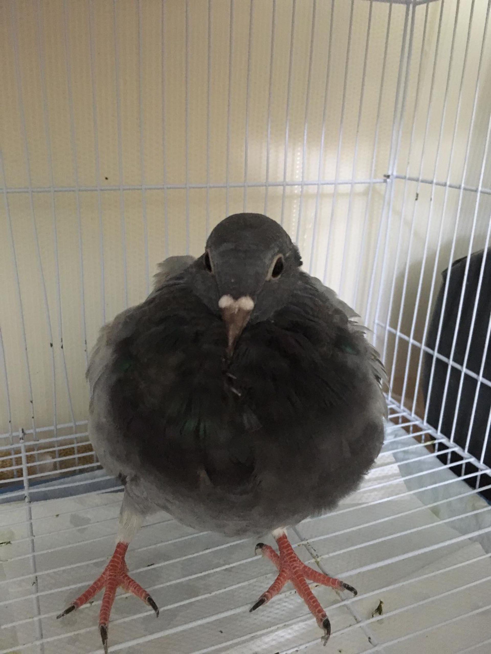 春春由吳小姐親手養大。(吳小姐提供圖片) 春春由吳小姐親手養大。(吳小姐提供圖片)