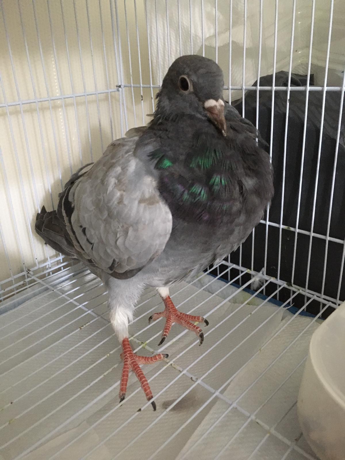 春春由吳小姐親手養大。(吳小姐提供圖片) 春春由吳小姐親手養大。(吳小姐提供圖片)