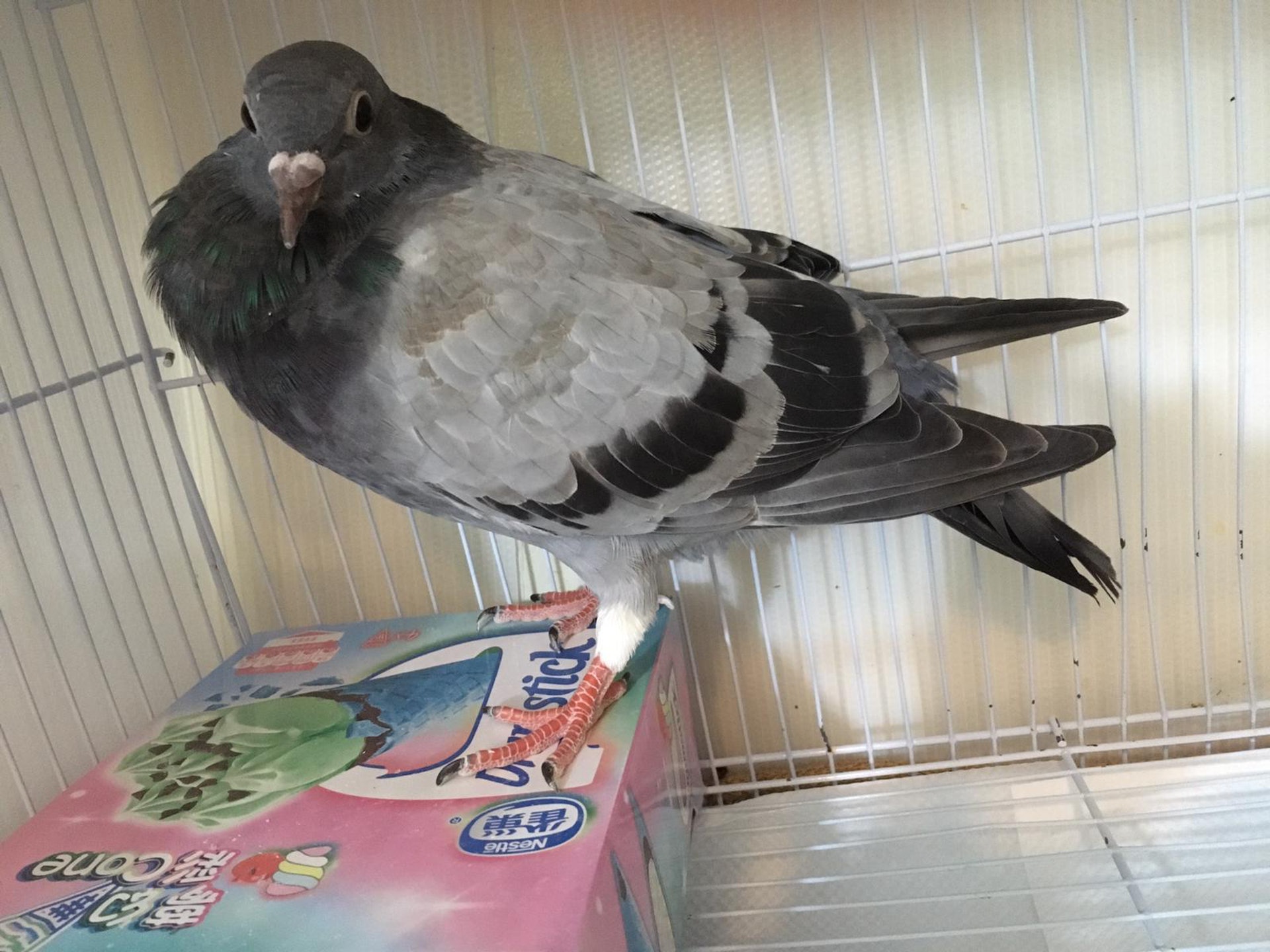 春春由吳小姐親手養大。(吳小姐提供圖片) 春春由吳小姐親手養大。(吳小姐提供圖片)