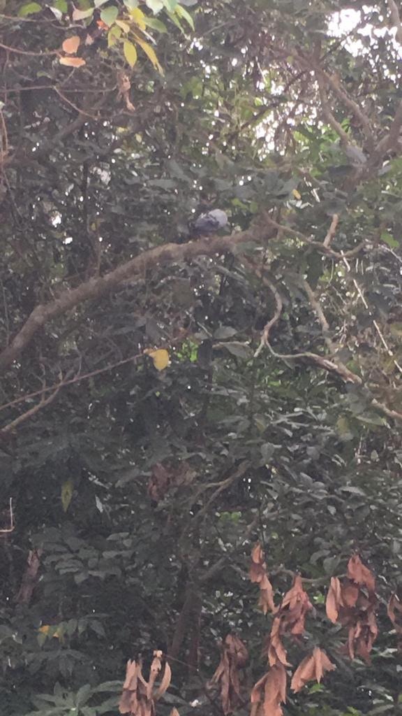 昨午(25日)開始,春春疑被困樹椏上。(吳小姐提供圖片) 昨午(25日)開始,春春疑被困樹椏上。(吳小姐提供圖片)