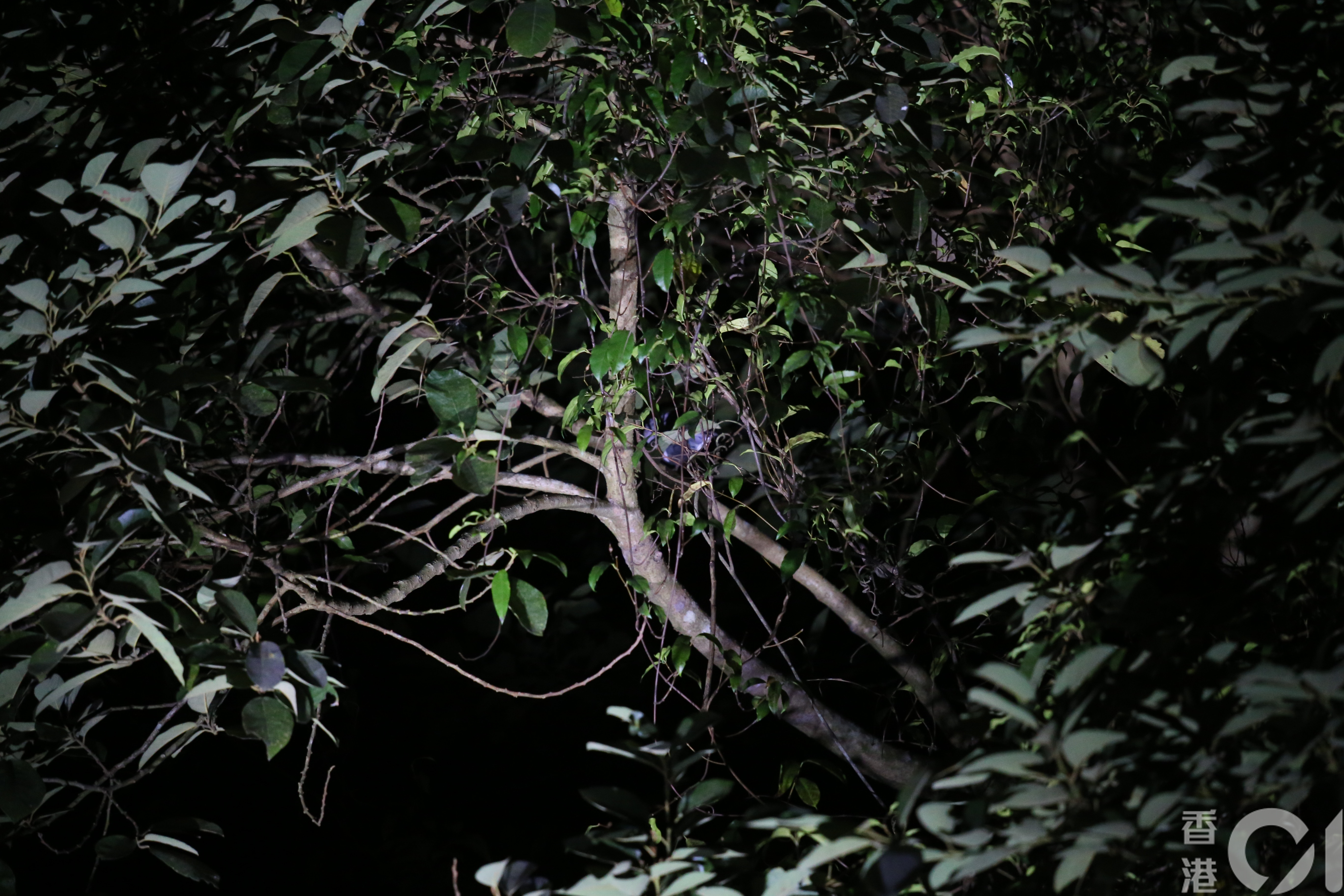 昨午(25日)開始,春春疑被困樹椏上,今日(26日)凌晨仍在待救。(劉定安攝) 昨午(25日)開始,春春疑被困樹椏上,今日(26日)凌晨仍在待救。(劉定安攝)