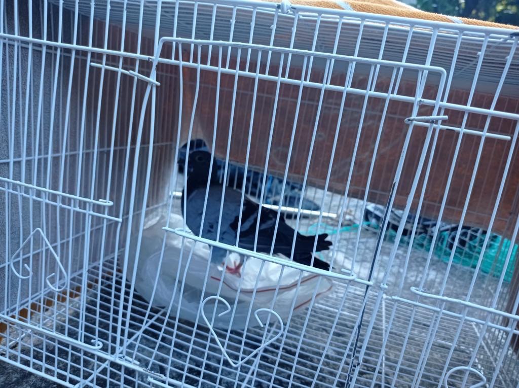 義工與飼主一度成功救回春春。 義工與飼主一度成功救回春春。