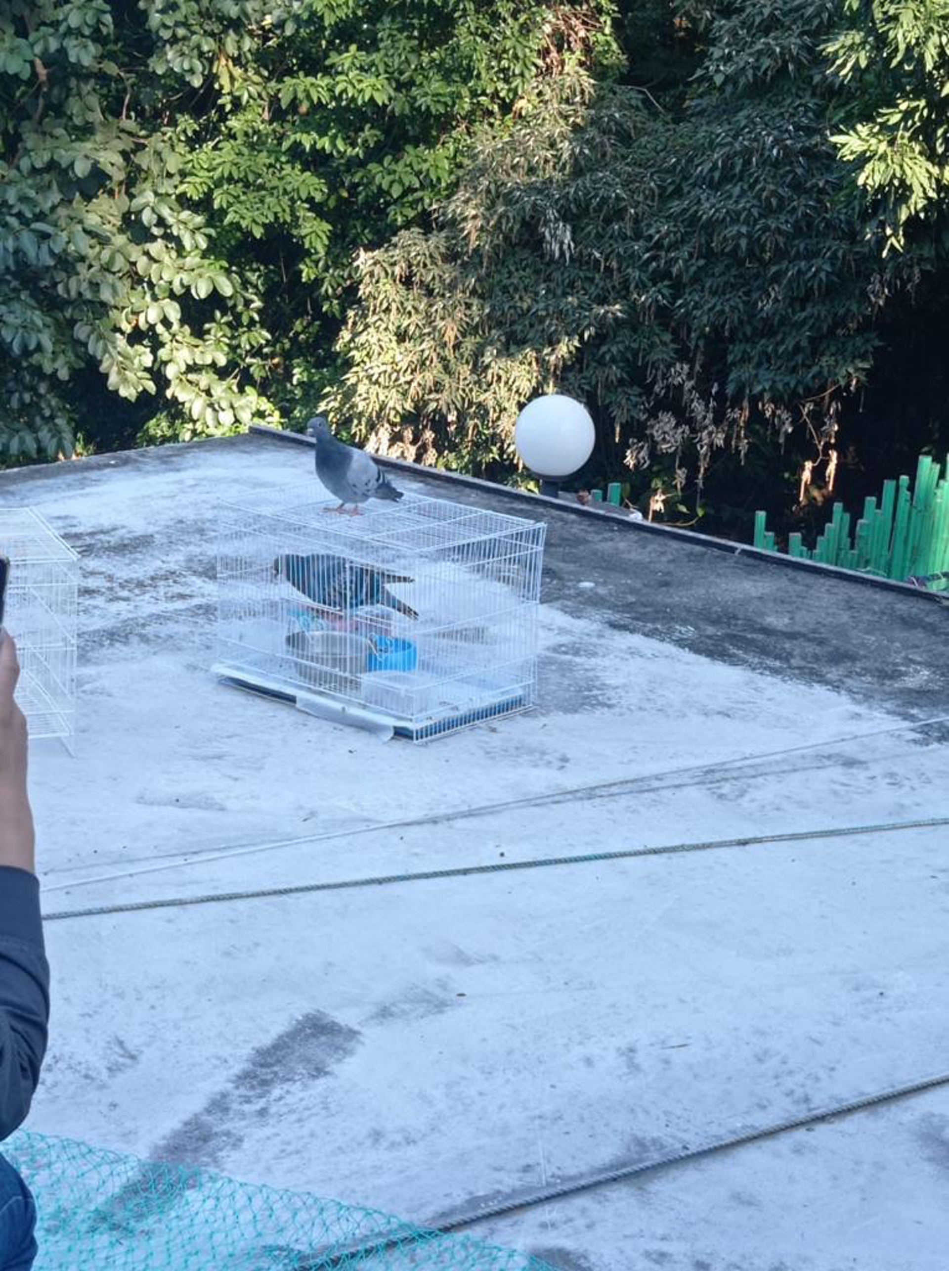 義工與飼主一度成功救回春春。 義工與飼主一度成功救回春春。