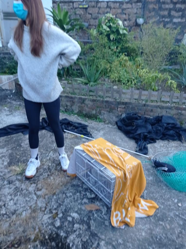 春春一度獲救,惟其後又逃離鳥籠。 春春一度獲救,惟其後又逃離鳥籠。