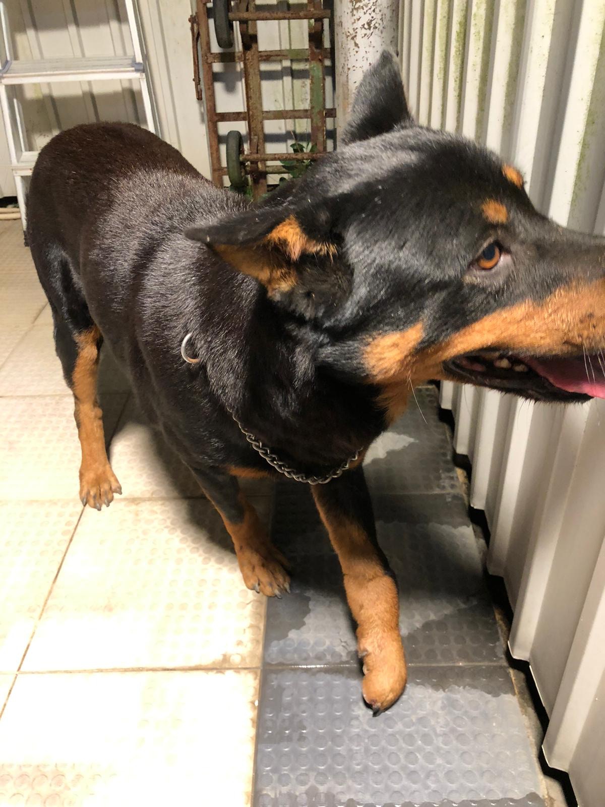 動物義工將狗隻帶往治理。(愛協提供圖片) 動物義工將狗隻帶往治理。(愛協提供圖片)