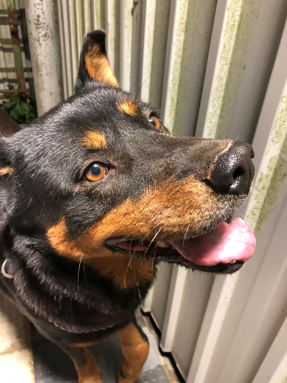 動物義工將狗隻帶往治理。(愛協提供圖片) 動物義工將狗隻帶往治理。(愛協提供圖片)