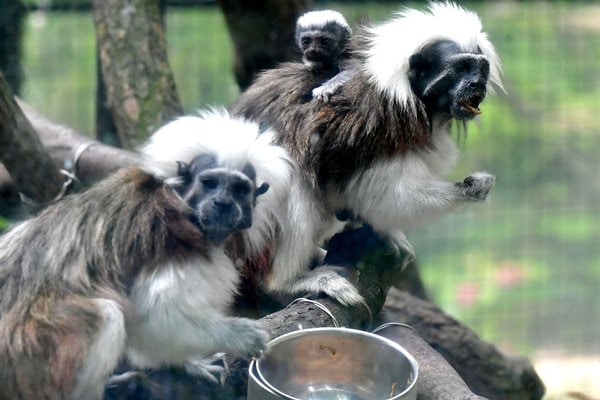 一級瀕危動物棉頂絨猴近日添丁變成一家三口。(政府新聞處圖片) 一級瀕危動物棉頂絨猴近日添丁變成一家三口。(政府新聞處圖片)