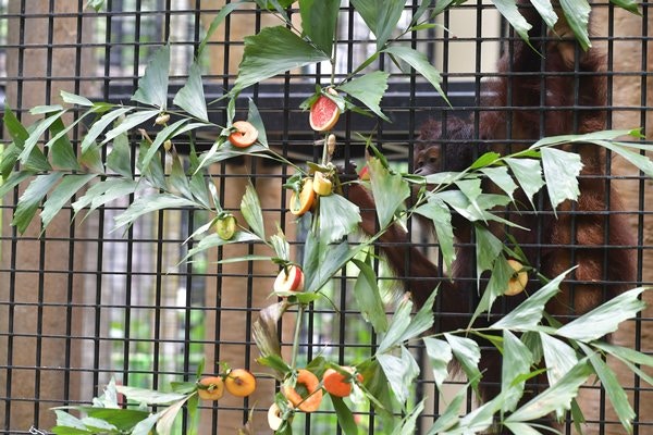 飼養員為刺激動物多動腦筋,既設置藏食球,亦有用麻布包裹小食或水果繫在植物枝葉上,讓動物多活動尋寶。(政府新聞處圖片) 飼養員為刺激動物多動腦筋,既設置藏食球,亦有用麻布包裹小食或水果繫在植物枝葉上,讓動物多活動尋寶。(政府新聞處圖片)