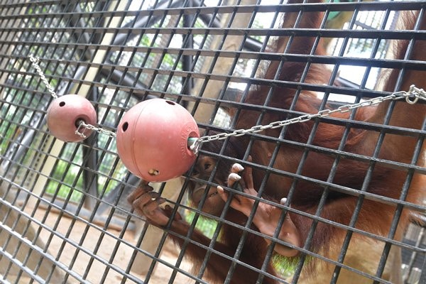 飼養員為刺激動物多動腦筋,既設置藏食球,亦有用麻布包裹小食或水果繫在植物枝葉上,讓動物多活動尋寶。(政府新聞處圖片) 飼養員為刺激動物多動腦筋,既設置藏食球,亦有用麻布包裹小食或水果繫在植物枝葉上,讓動物多活動尋寶。(政府新聞處圖片)