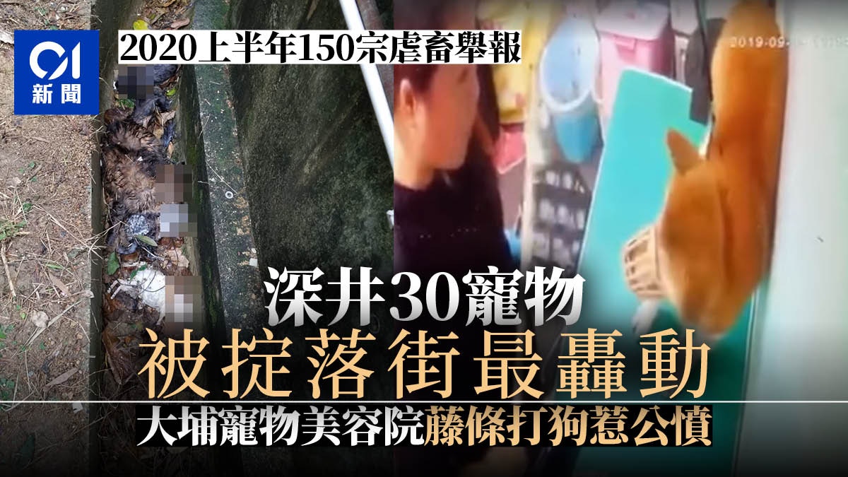 回顧 圖輯 深井虐畜不起訴惹嘩然寵物走私案貓狗慘死 香港01 突發 回顧 圖輯 深井虐畜不起訴惹嘩然寵物走私案貓狗慘死 香港01 突發