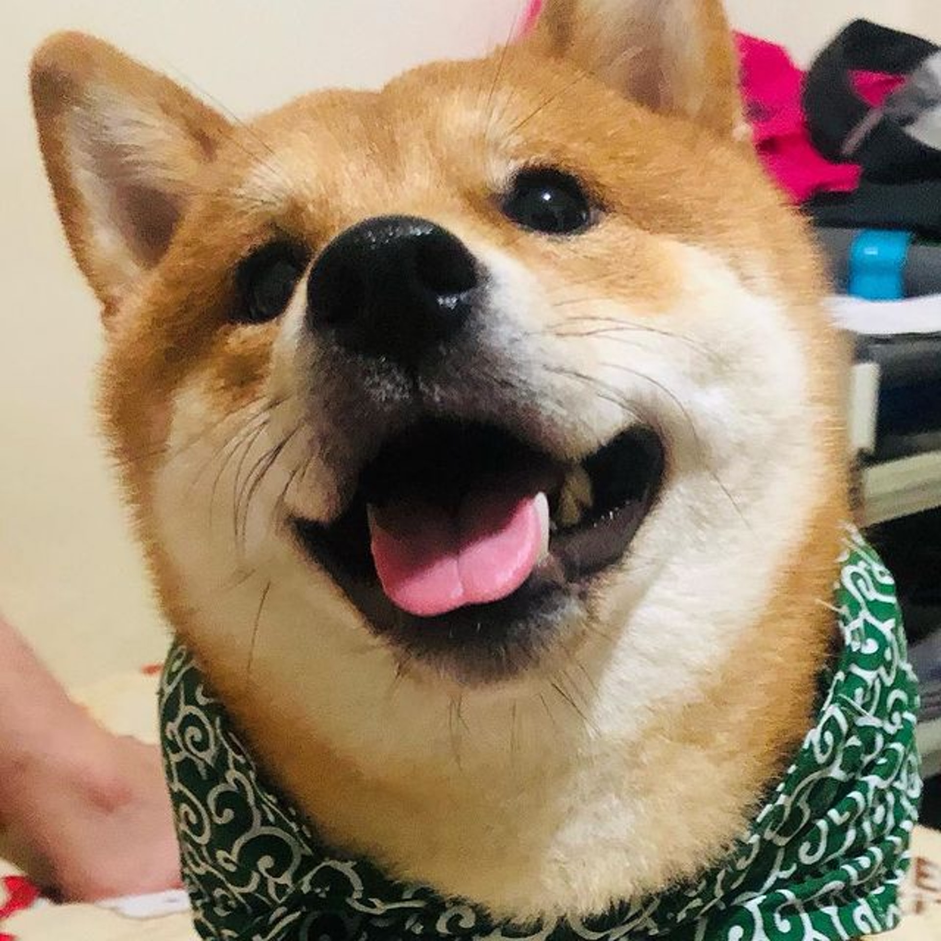 柴犬 1歲豆柴躲腳邊對朋友囂張狂吠爸下秒走開形勢大逆轉 柴犬 1歲豆柴躲腳邊對朋友囂張狂吠爸下秒走開形勢大逆轉