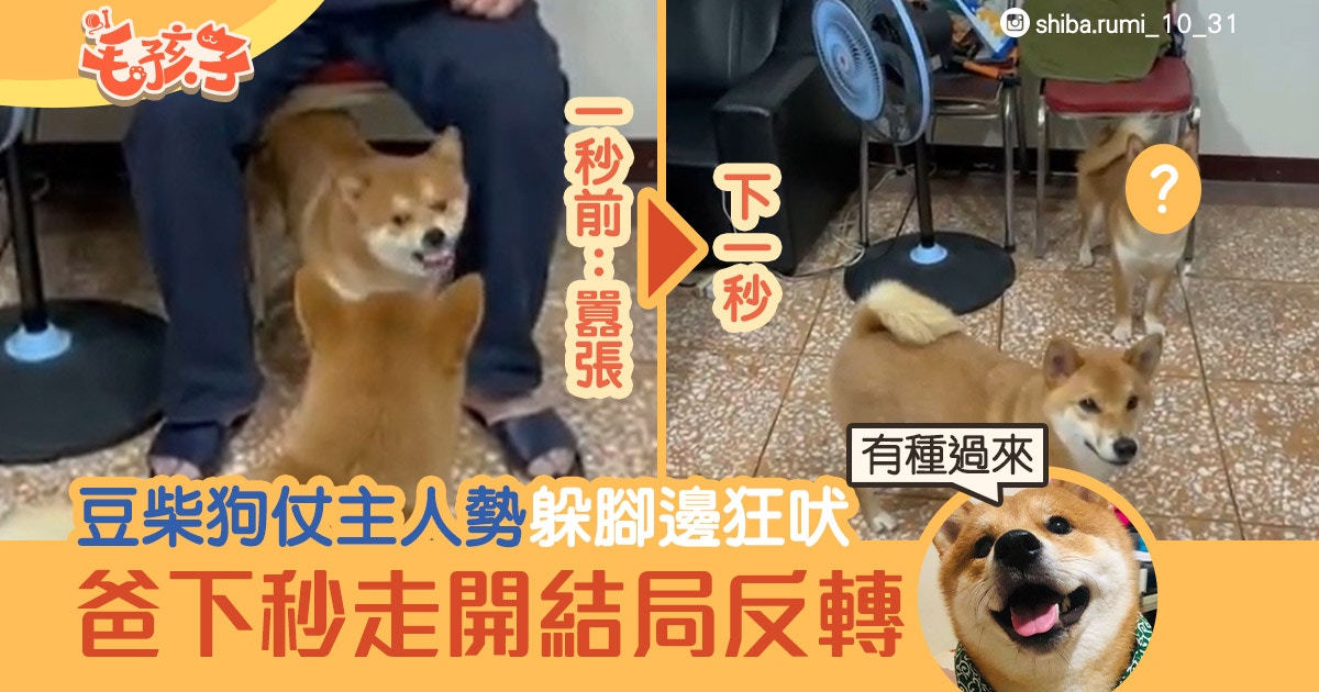 柴犬 1歲豆柴躲腳邊對朋友囂張狂吠爸下秒走開形勢大逆轉 香港01 寵物