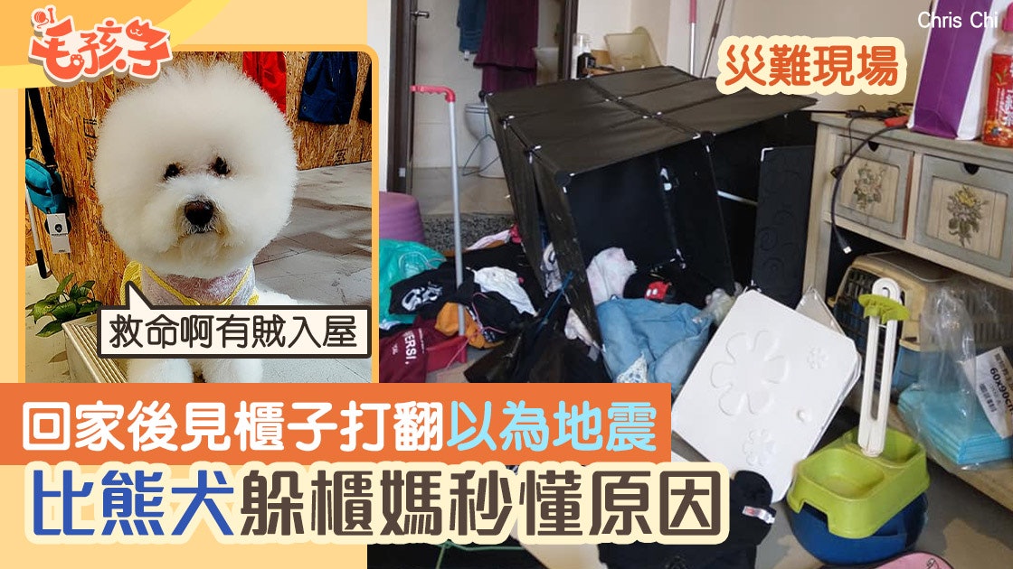 比熊犬│媽回家見衣櫃翻倒以為地震 下秒見狗狗躲櫃邊秒懂原因 比熊犬│媽回家見衣櫃翻倒以為地震 下秒見狗狗躲櫃邊秒懂原因
