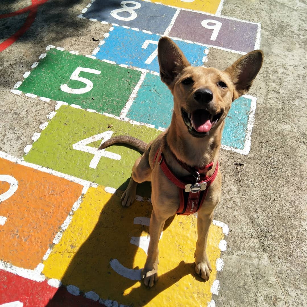 唐狗突衝入鏡頭全家福頓時變愛犬大頭照照片成品竟然超完美 香港01 寵物