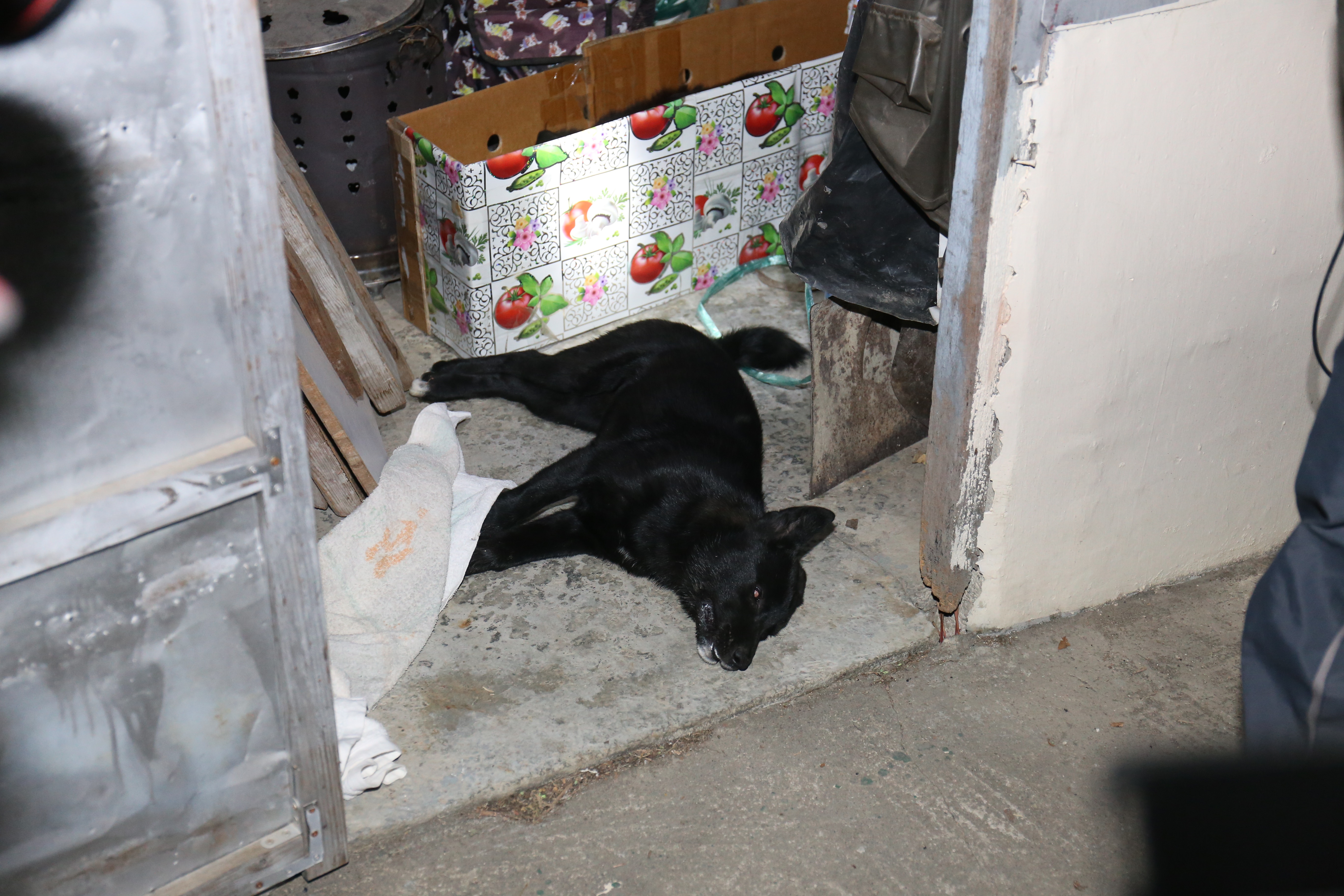 八鄉農場唐狗疑遭毒殺三死一失蹤 香港01 突發