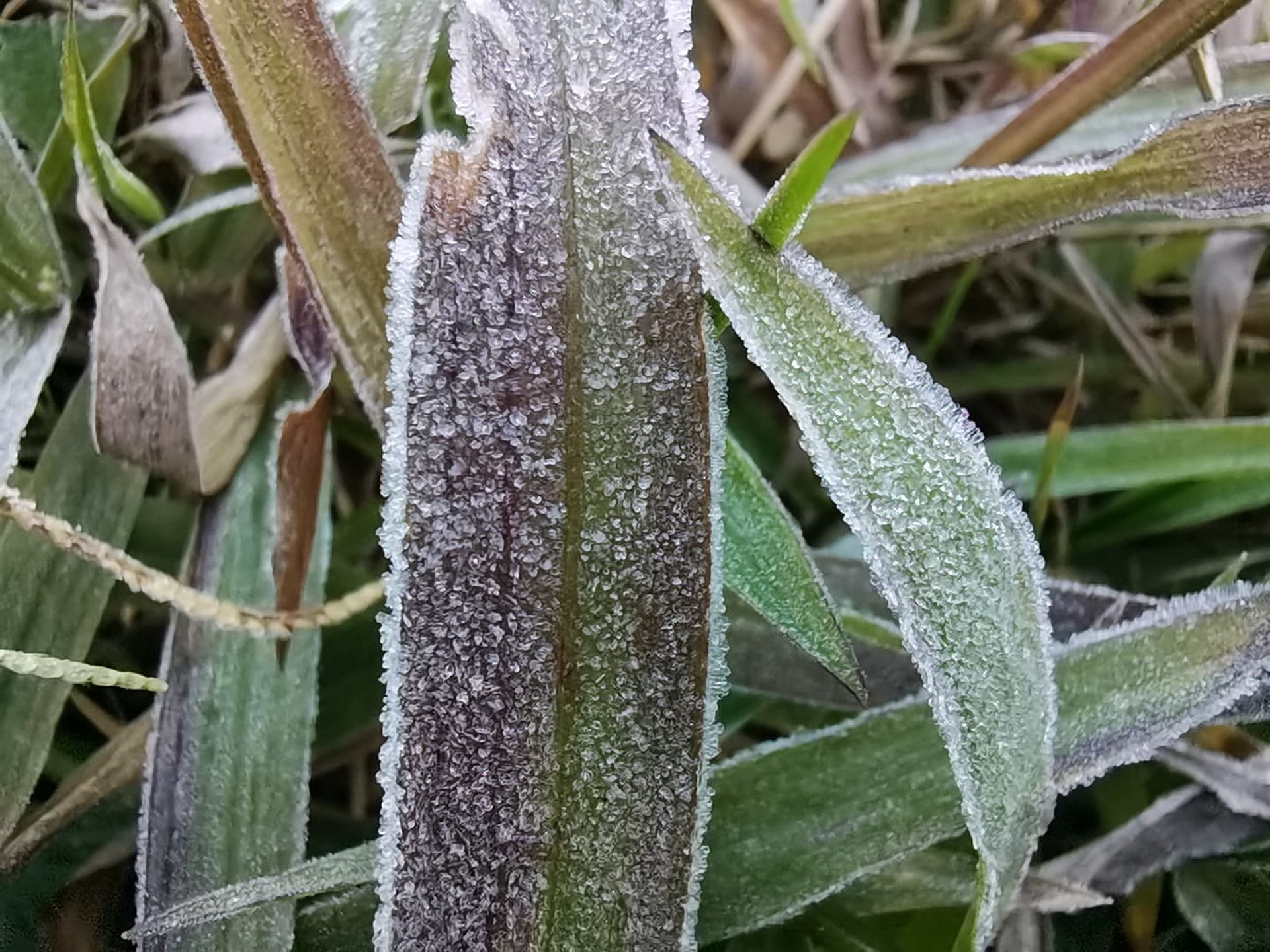 新界菜田 村屋外結霜營友教遇結霜可做這件事 新界菜田 村屋外結霜營友教遇結霜可做這件事