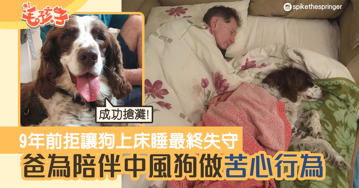 史賓格犬│中風狗伯伯無力爬樓梯入房睡覺　爸為陪狗做出苦心舉動