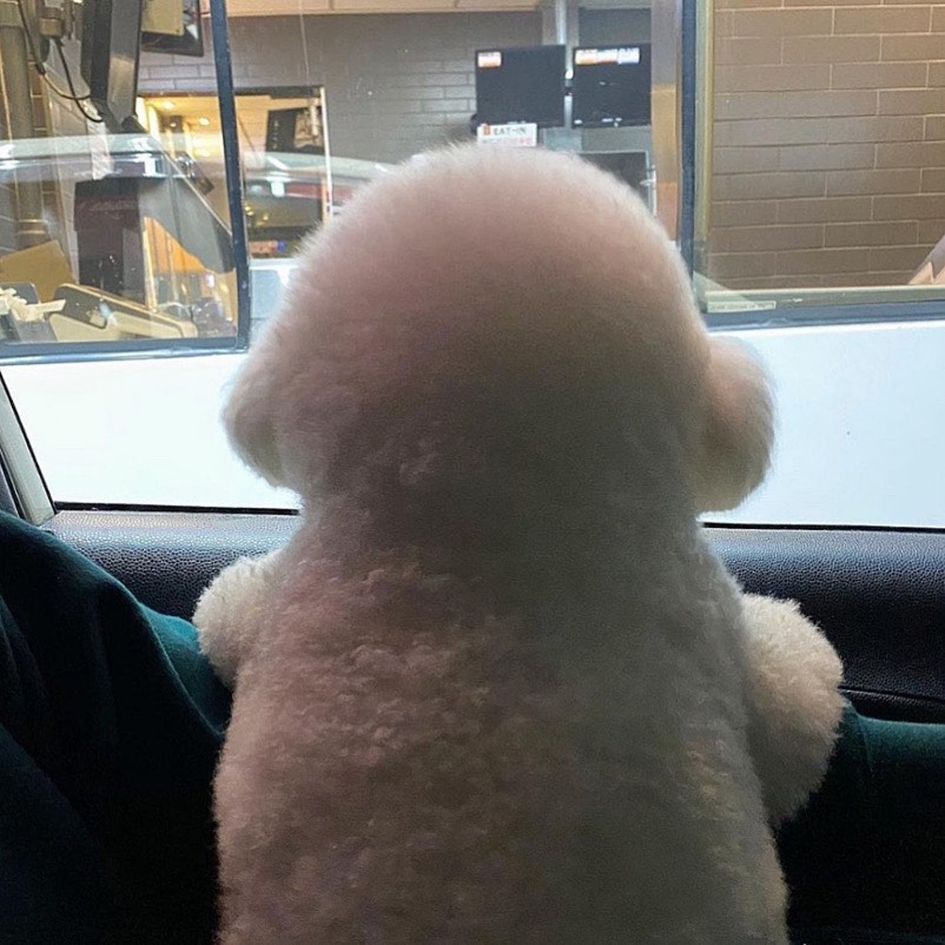 比熊犬背影似足白色棉花糖一轉身露出真面目諧星形象超崩壞 比熊犬背影似足白色棉花糖一轉身露出真面目諧星形象超崩壞