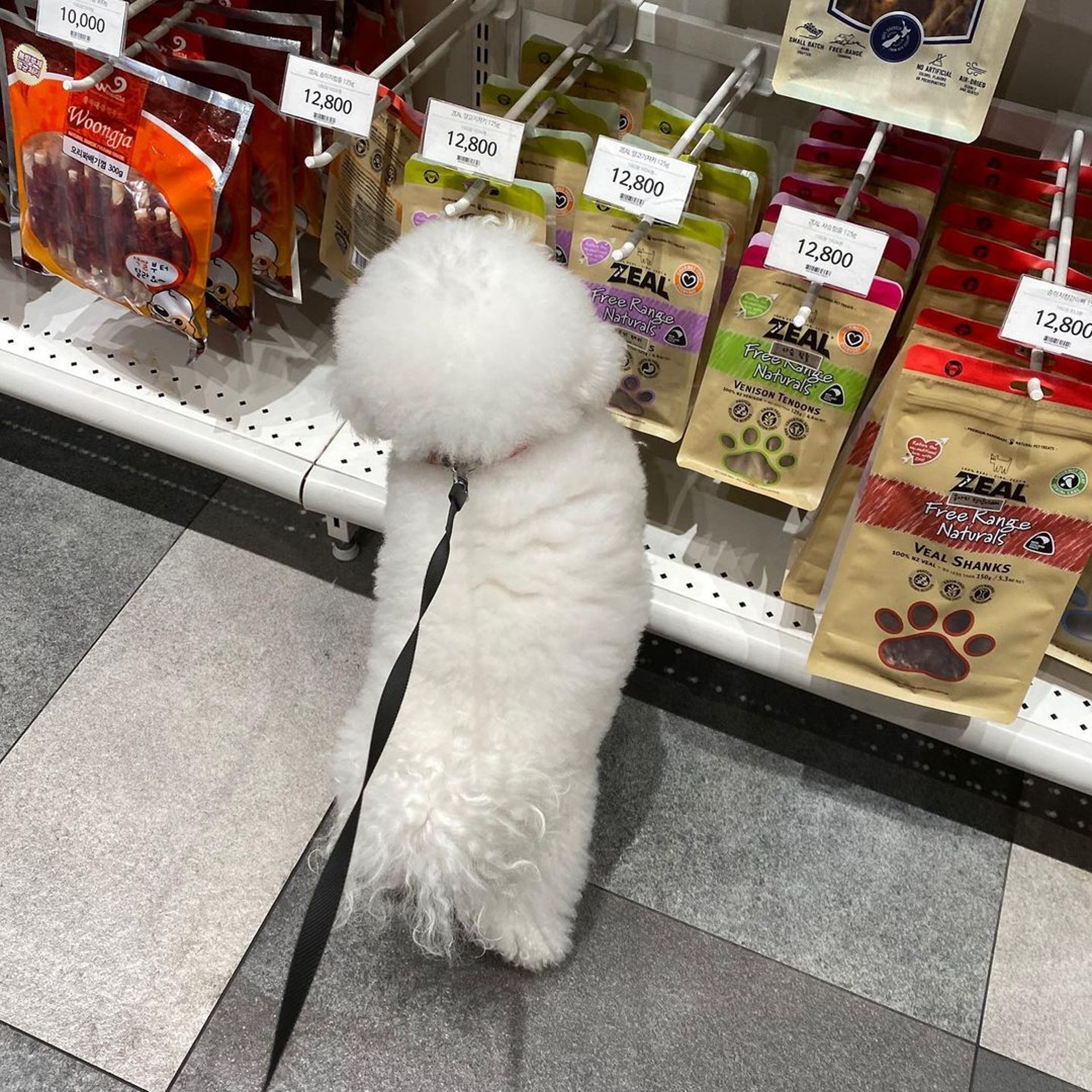 比熊犬背影似足白色棉花糖一轉身露出真面目諧星形象超崩壞 比熊犬背影似足白色棉花糖一轉身露出真面目諧星形象超崩壞