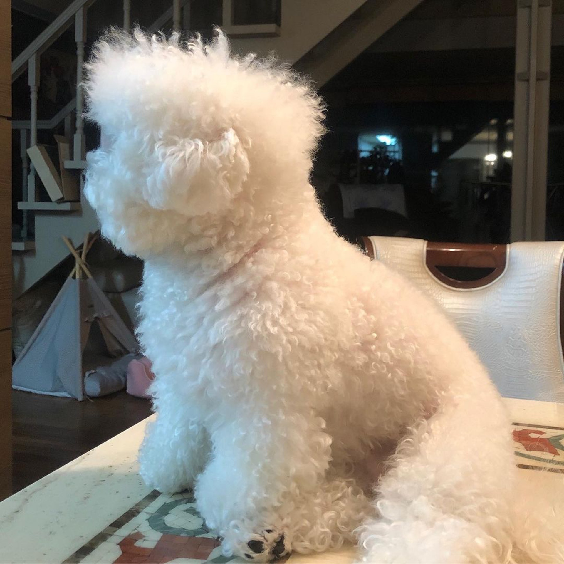 比熊犬背影似足白色棉花糖一轉身露出真面目諧星形象超崩壞 香港01 寵物 比熊犬背影似足白色棉花糖一轉身露出真面目諧星形象超崩壞 香港01 寵物