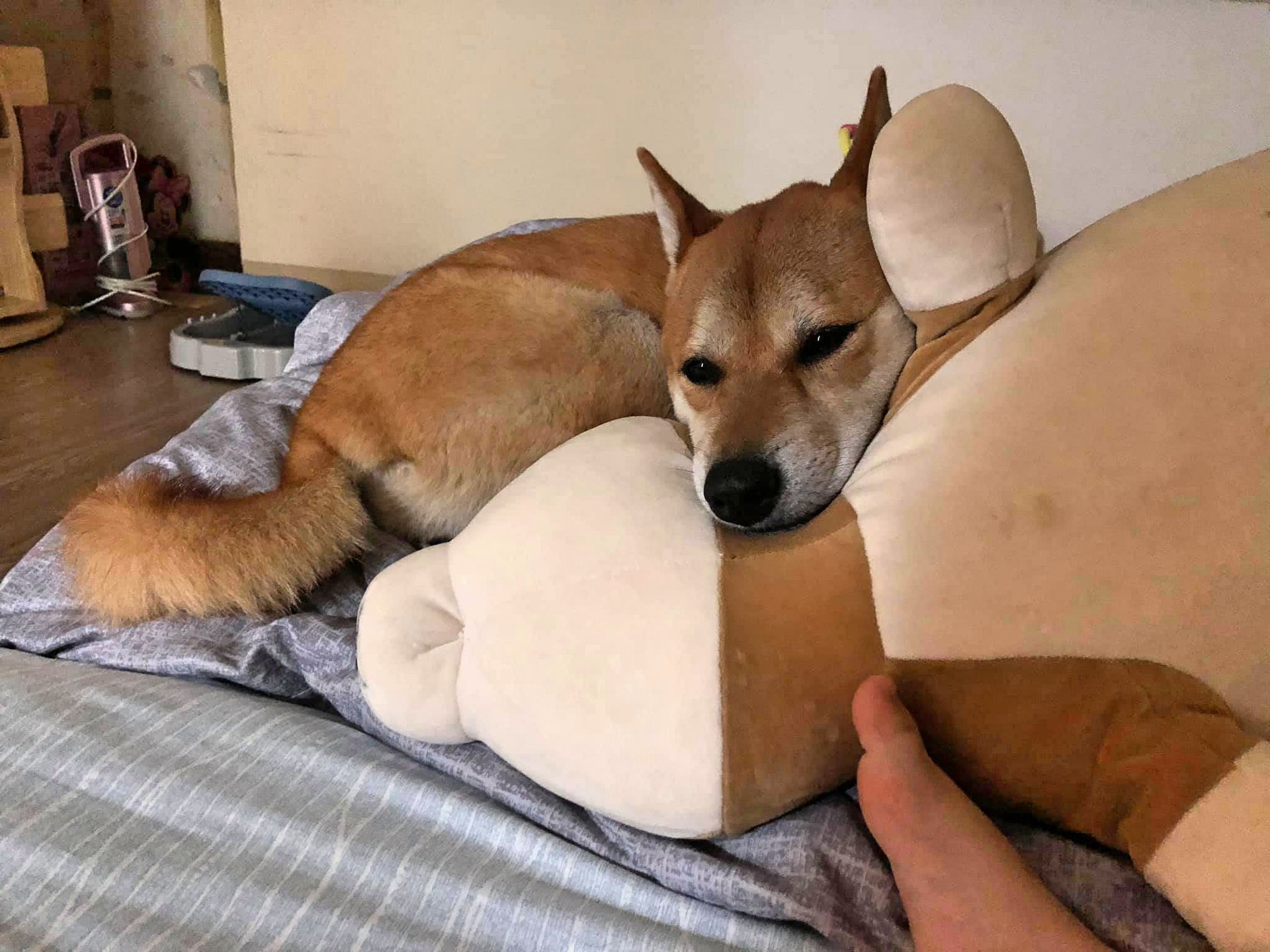 柴犬 熟睡柴姐聽到妹妹被媽責罵秒醒來做出霸氣行為令媽無語 柴犬 熟睡柴姐聽到妹妹被媽責罵秒醒來做出霸氣行為令媽無語