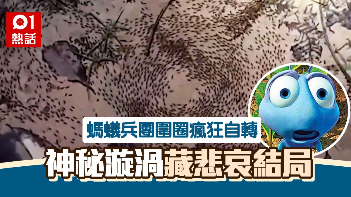 起雞皮!泰男散步驚見螞蟻詭異圍圈自轉 神秘漩渦現象原來好悲哀 起雞皮!泰男散步驚見螞蟻詭異圍圈自轉 神秘漩渦現象原來好悲哀