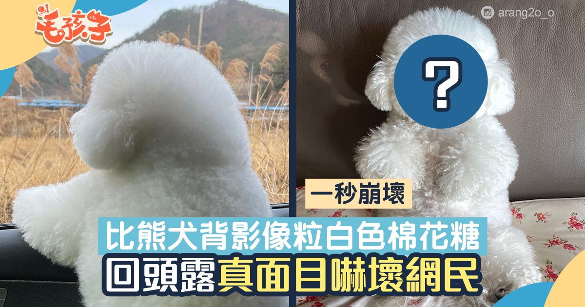 比熊犬背影似足白色棉花糖一轉身露出真面目諧星形象超崩壞