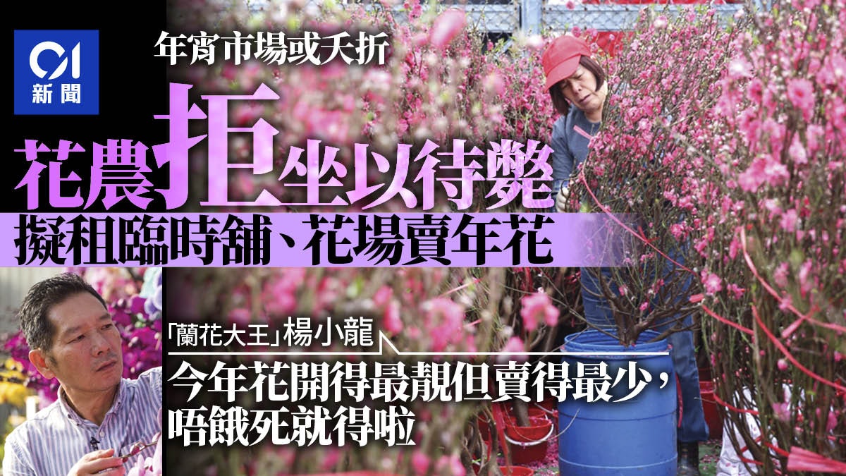 牛年年宵市場或取消檔主擬租吉舖賣年花花農花場開賣 香港01 社會新聞