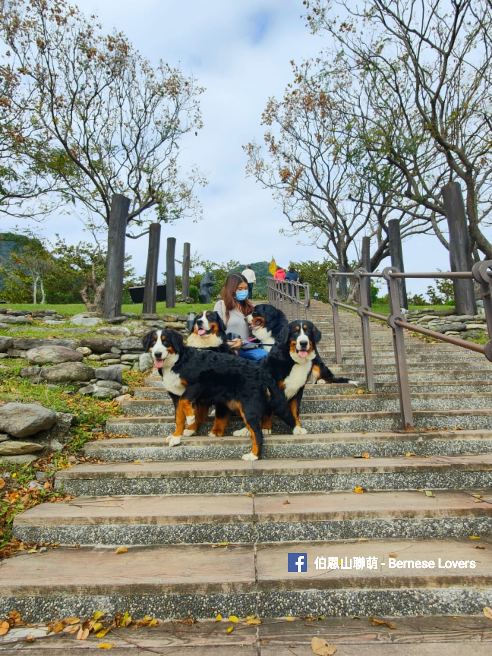 (facebook圖片:伯恩山聯萌 - Bernese Lovers) (facebook圖片:伯恩山聯萌 - Bernese Lovers)