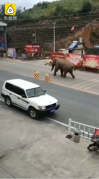 「斷牙」一邊吼叫，一邊走入邊檢站。（影片截圖）