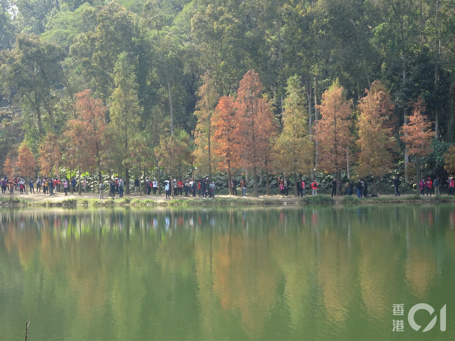 流水響紅葉 流水響水塘賞落羽松 3大貼士打卡避開人潮 流水響紅葉 流水響水塘賞落羽松 3大貼士打卡避開人潮