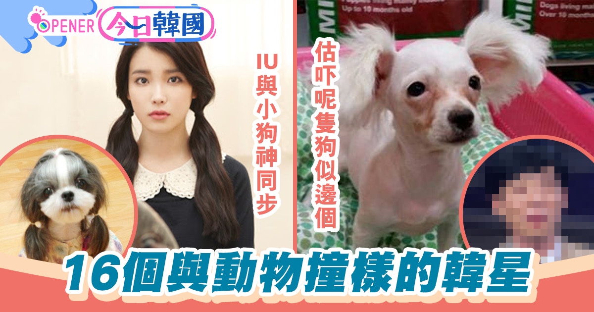 16個與動物撞樣的韓星iu 劉在錫同屬犬系誰像世界最醜的魚 香港01 開罐