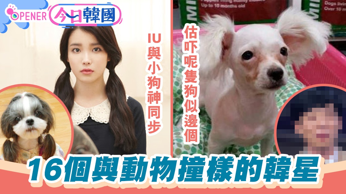 16個與動物撞樣的韓星iu 劉在錫同屬犬系誰像世界最醜的魚 香港01 開罐 16個與動物撞樣的韓星iu 劉在錫同屬犬系誰像世界最醜的魚 香港01 開罐