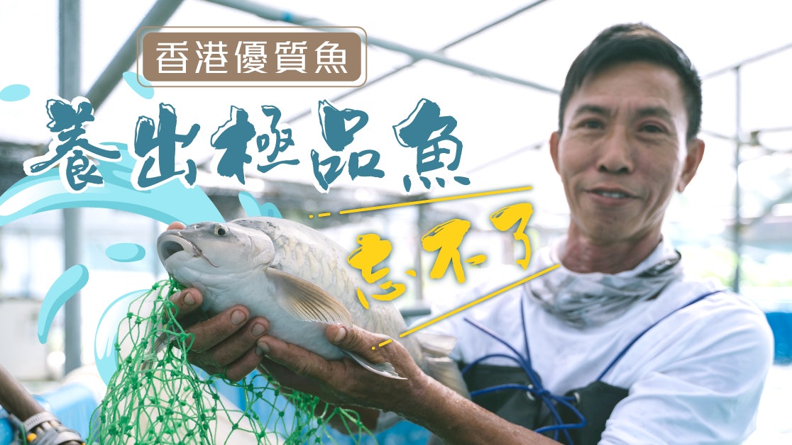 淡水魚上酒席香港人養出矜貴 忘不了 香港01 社會新聞 淡水魚上酒席香港人養出矜貴 忘不了 香港01 社會新聞