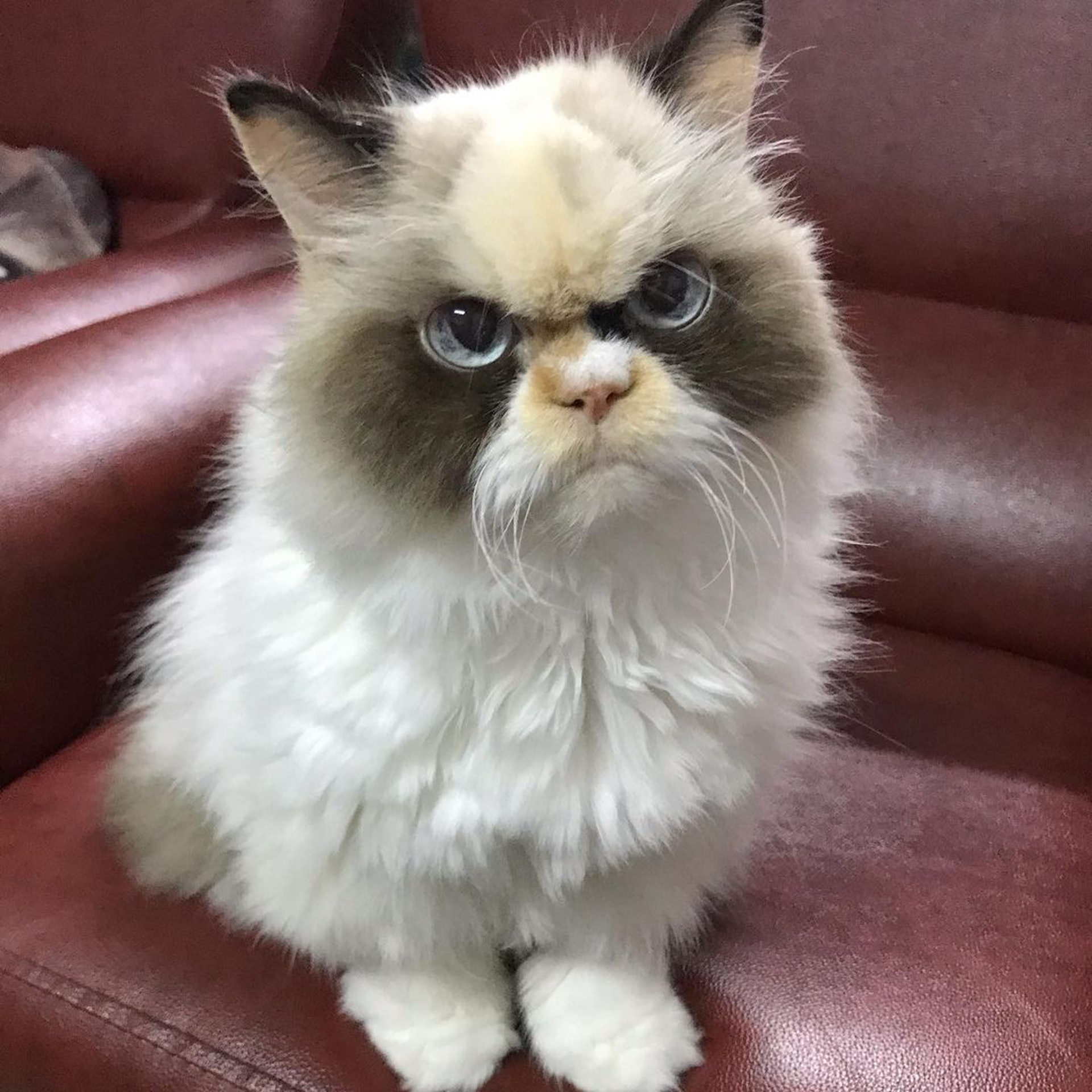 喵喵性格乖巧,樣子長得像蝙蝠俠一樣。
(Instagram@the_cat_named_meowmeow) 喵喵性格乖巧,樣子長得像蝙蝠俠一樣。
(Instagram@the_cat_named_meowmeow)