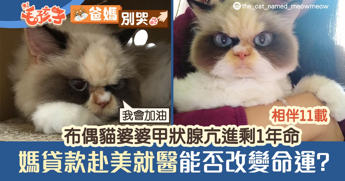 11歲布偶貓患甲狀腺亢進剩1年命媽借貸赴美就醫能否改變命運?|香港01