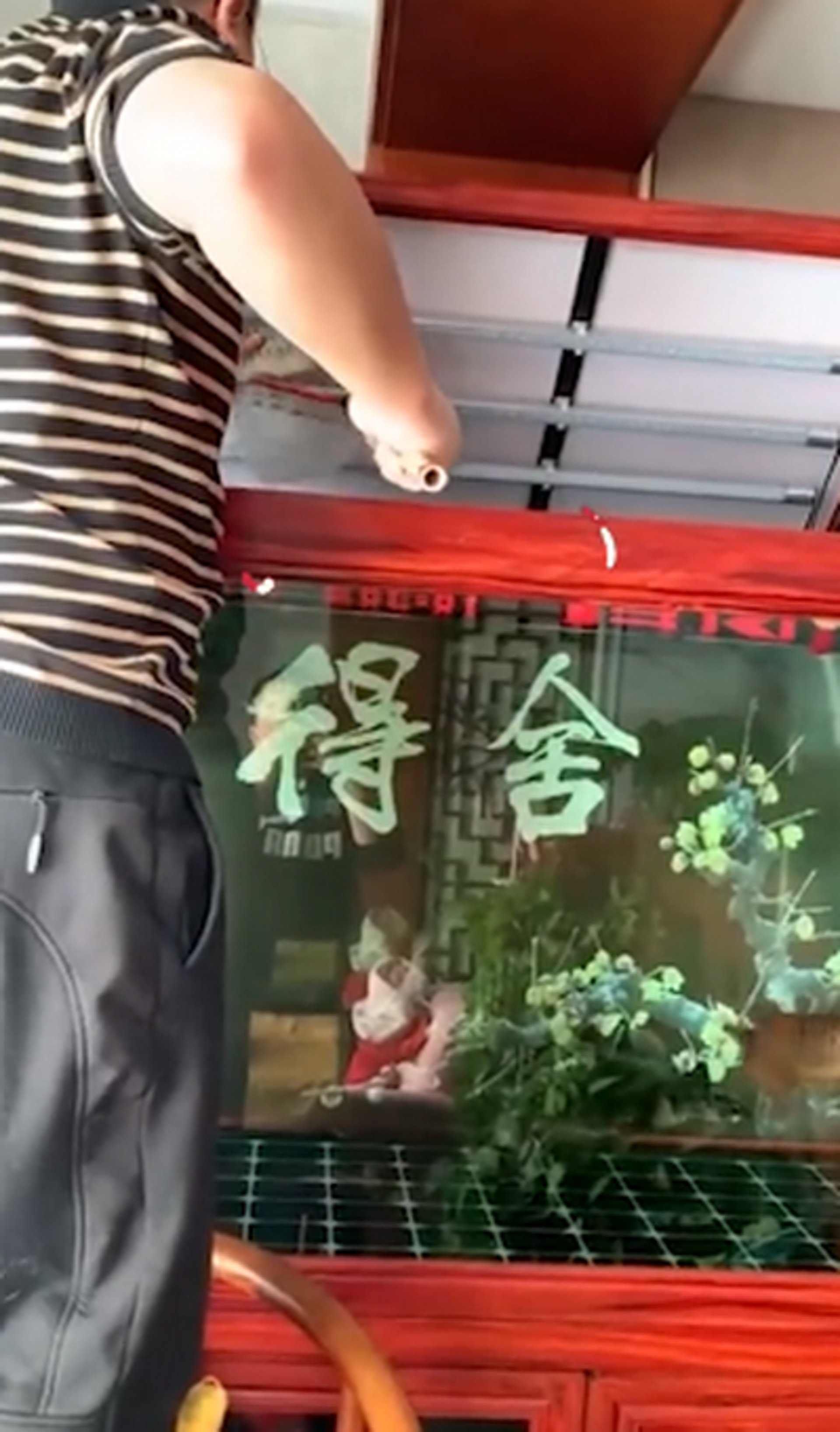 姜男在魚缸中撈出龍吐珠。(影片截圖/沸點視頻) 姜男在魚缸中撈出龍吐珠。(影片截圖/沸點視頻)
