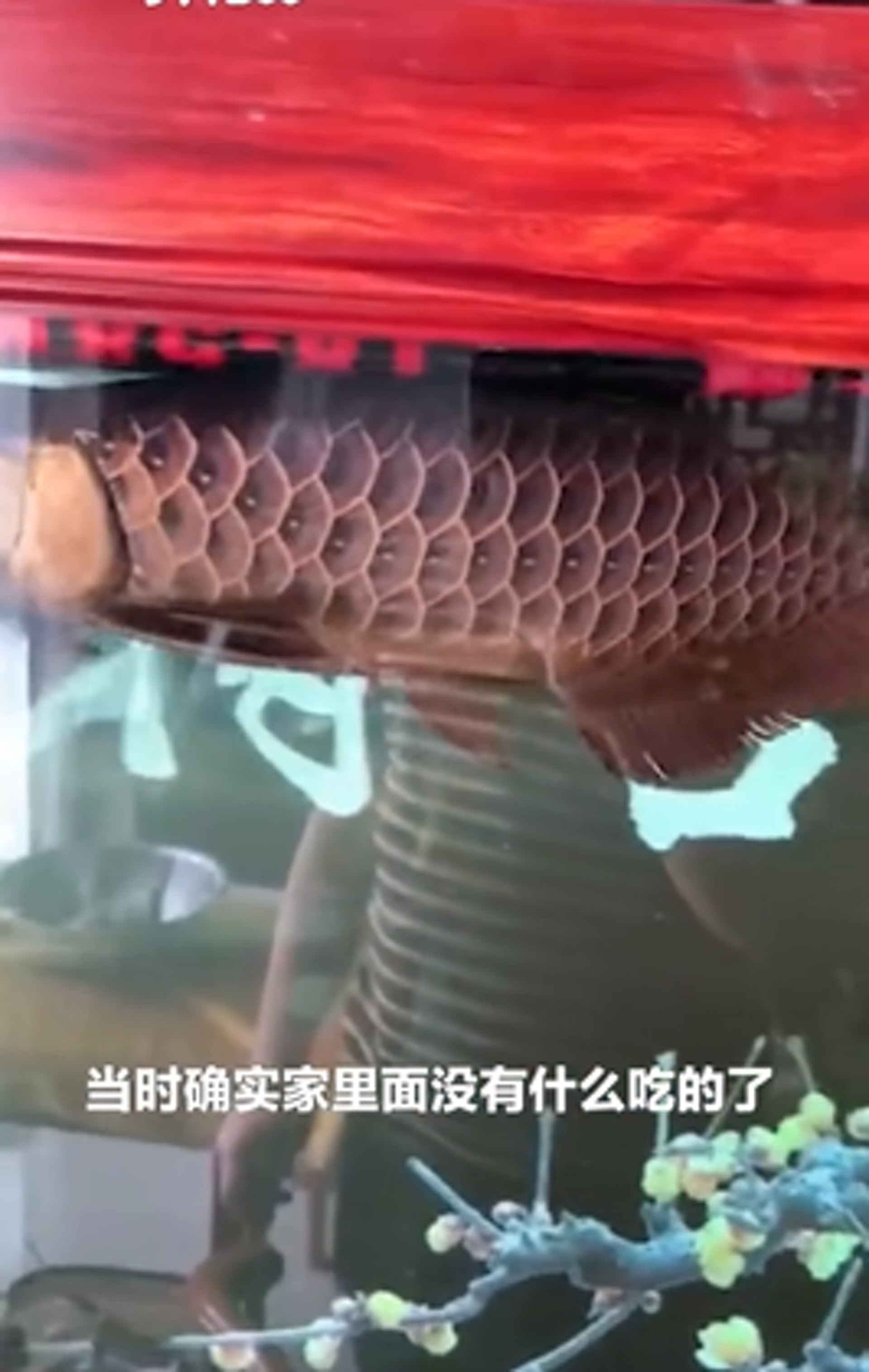 姜男養魚數年。(影片截圖/沸點視頻) 姜男養魚數年。(影片截圖/沸點視頻)