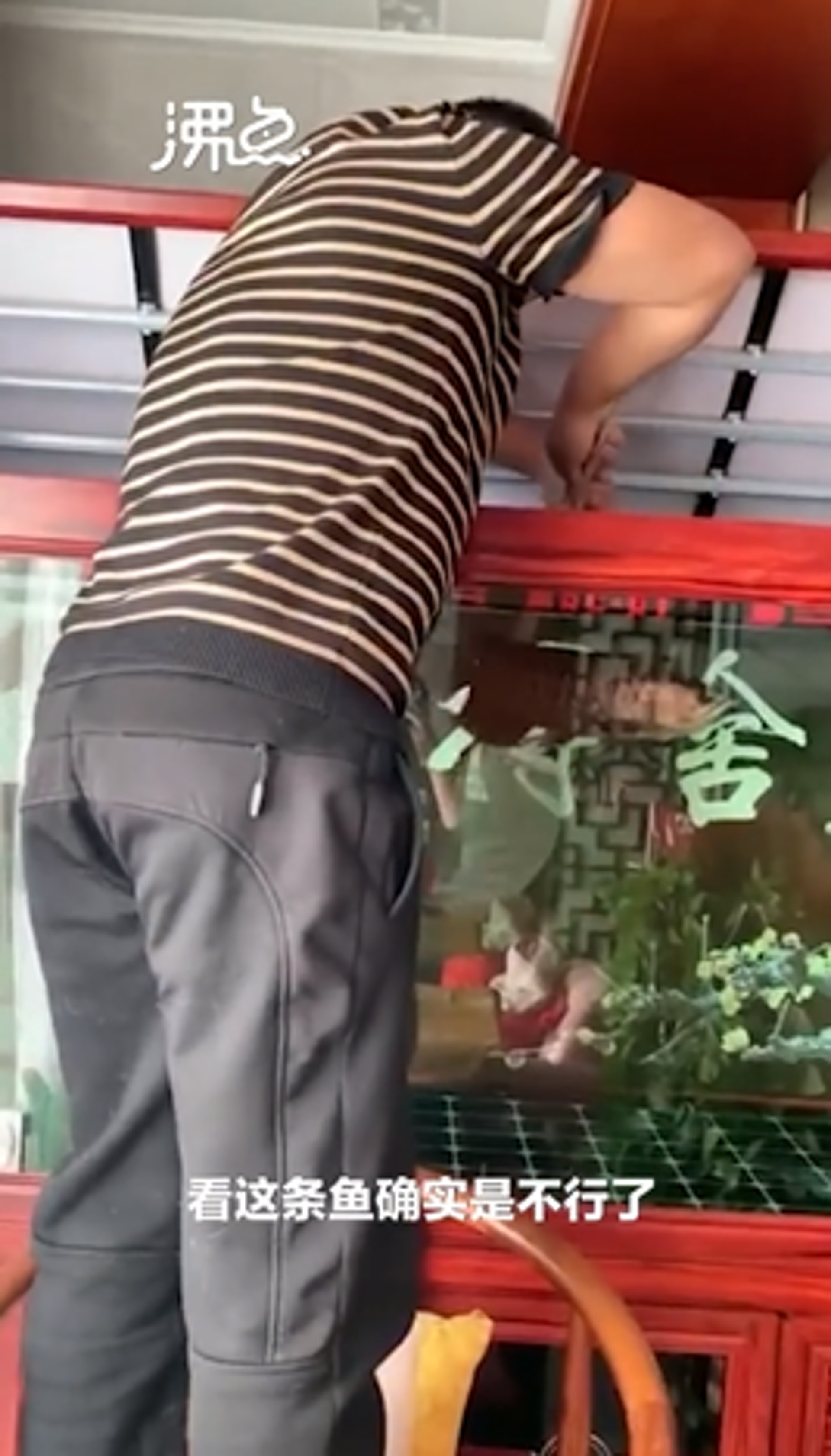 姜男下決心把養了一年的魚煮來吃。(影片截圖/沸點視頻) 姜男下決心把養了一年的魚煮來吃。(影片截圖/沸點視頻)