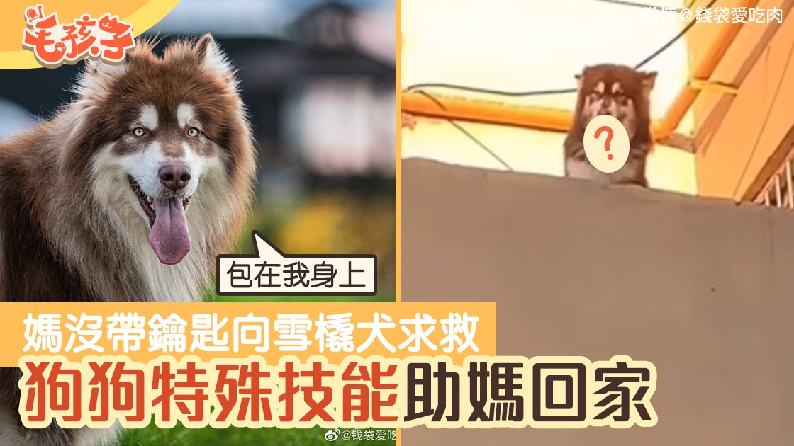 雪橇犬|狗狗聽見媽沒帶鑰匙門外求救 施展特殊技能令媽成功回家 雪橇犬|狗狗聽見媽沒帶鑰匙門外求救 施展特殊技能令媽成功回家