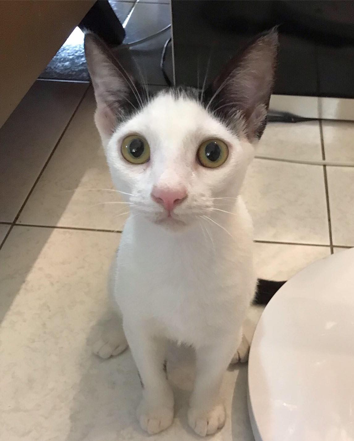 三點性格呆呆的，有點笨手笨腳。（Instagram@animals_jiujiu）