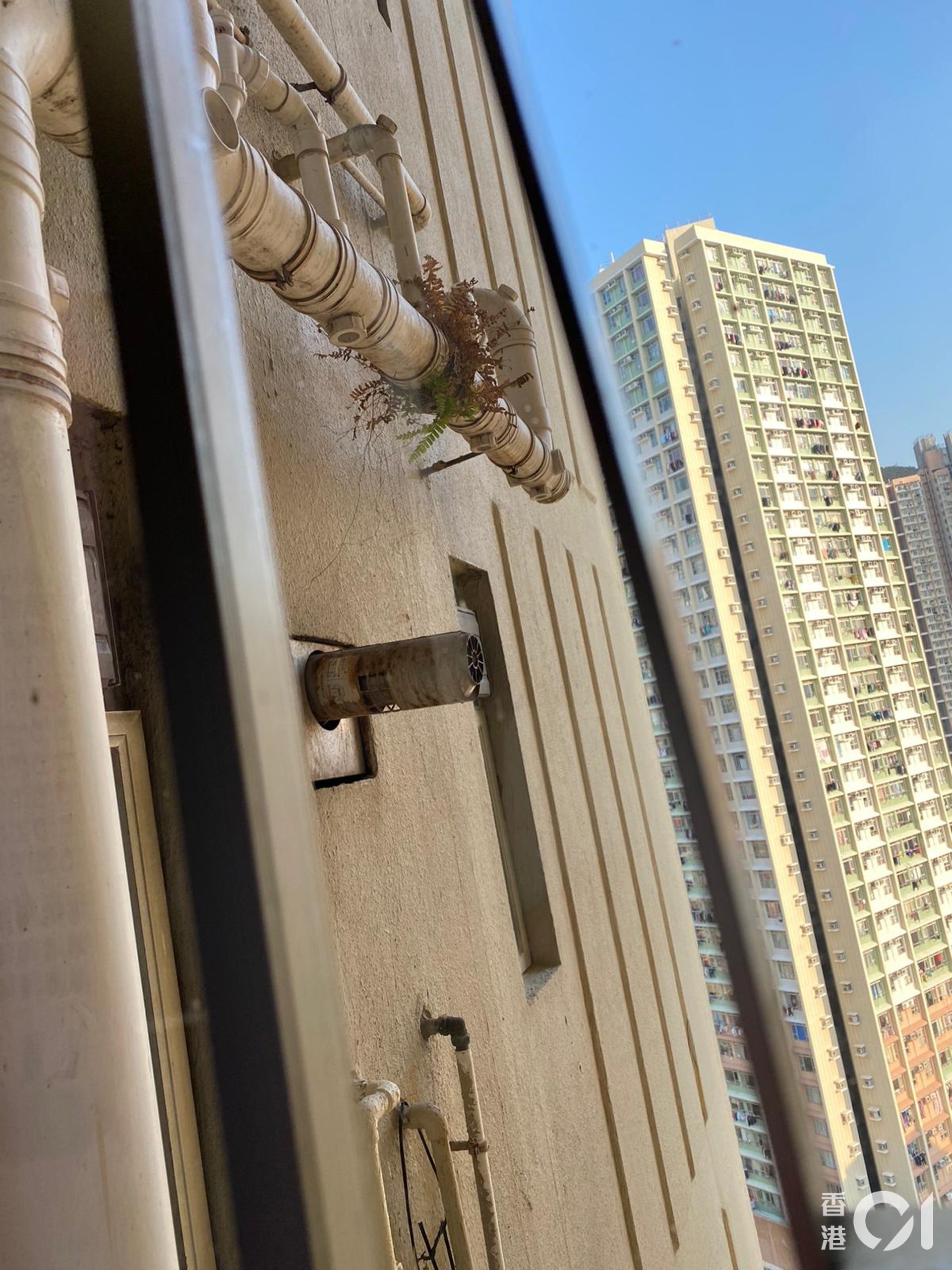 石蔭邨仁石樓有09單位的污水渠,長出一棵草,推斷喉管出現滲漏。(香港大學醫學院微生物學系名譽助理教授龍振邦提供) 石蔭邨仁石樓有09單位的污水渠,長出一棵草,推斷喉管出現滲漏。(香港大學醫學院微生物學系名譽助理教授龍振邦提供)